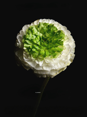 新品重瓣花毛茛青团 超级绿精灵 耐寒耐热多年生 花园阳台庭院