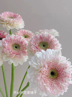 进口非洲菊 多年生 耐热 花期长 庭院阳台室内 好养易活