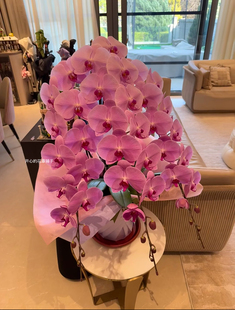 龙兰盆栽 巨型蝴蝶兰 带花 新年装饰客厅阳台书房