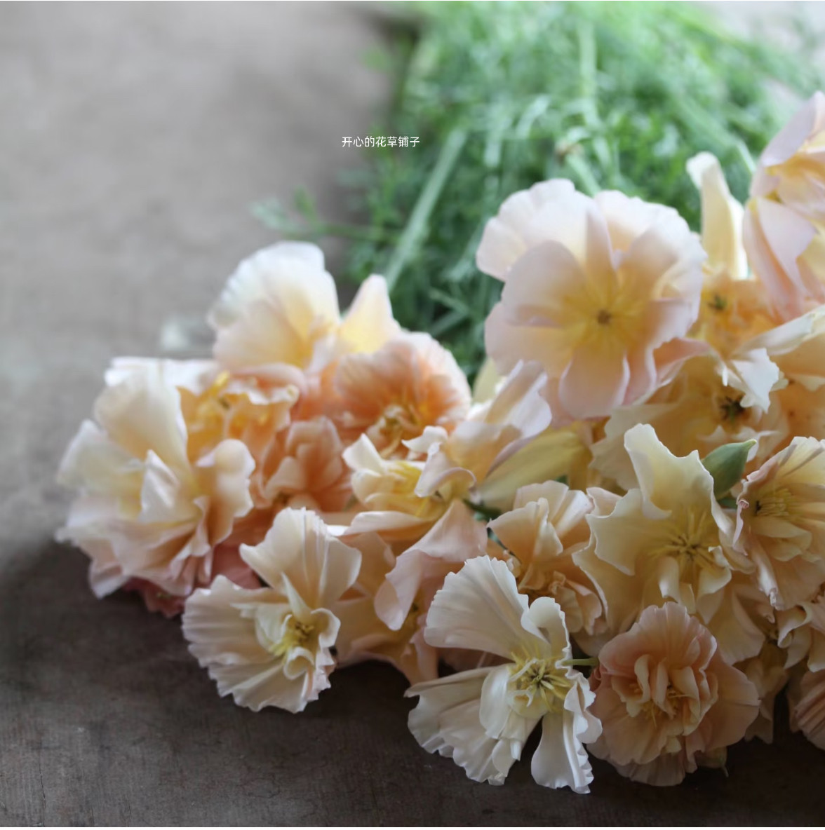 进口花菱草盆栽 加州虞美人 泰国丝绸 耐热耐寒 庭院阳台花园