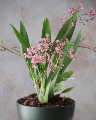 奶油话梅味甜甜香年宵花文心兰