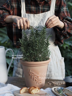 进口多种迷迭香盆栽 带花香 直立阔叶匍匐迷迭香盆栽提神驱蚊西餐