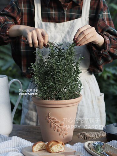 进口多种迷迭香盆栽 带花香 直立阔叶匍匐迷迭香盆栽提神驱蚊西餐