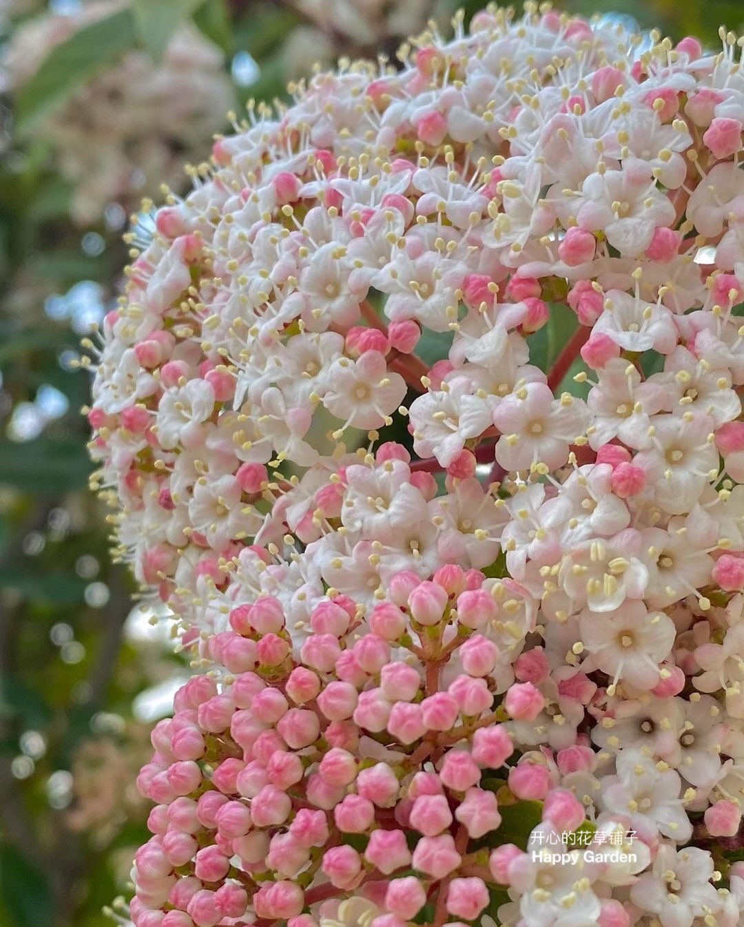 进口地中海荚蒾盆栽 带花苞 多年生 常绿耐寒耐热花期长庭院阳台