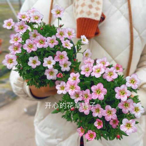 虎耳草云间草盆栽 可爱花朵 花量大多年生易爆盆 多年生