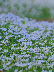 进口新西兰半边莲 哈密瓜地肤盆栽芳香常绿耐寒耐热多年生