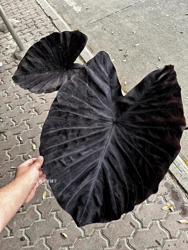 黑魔法海芋 Black Magic喜光照 阳台花园室内 适合新手夏季热植 - 封面