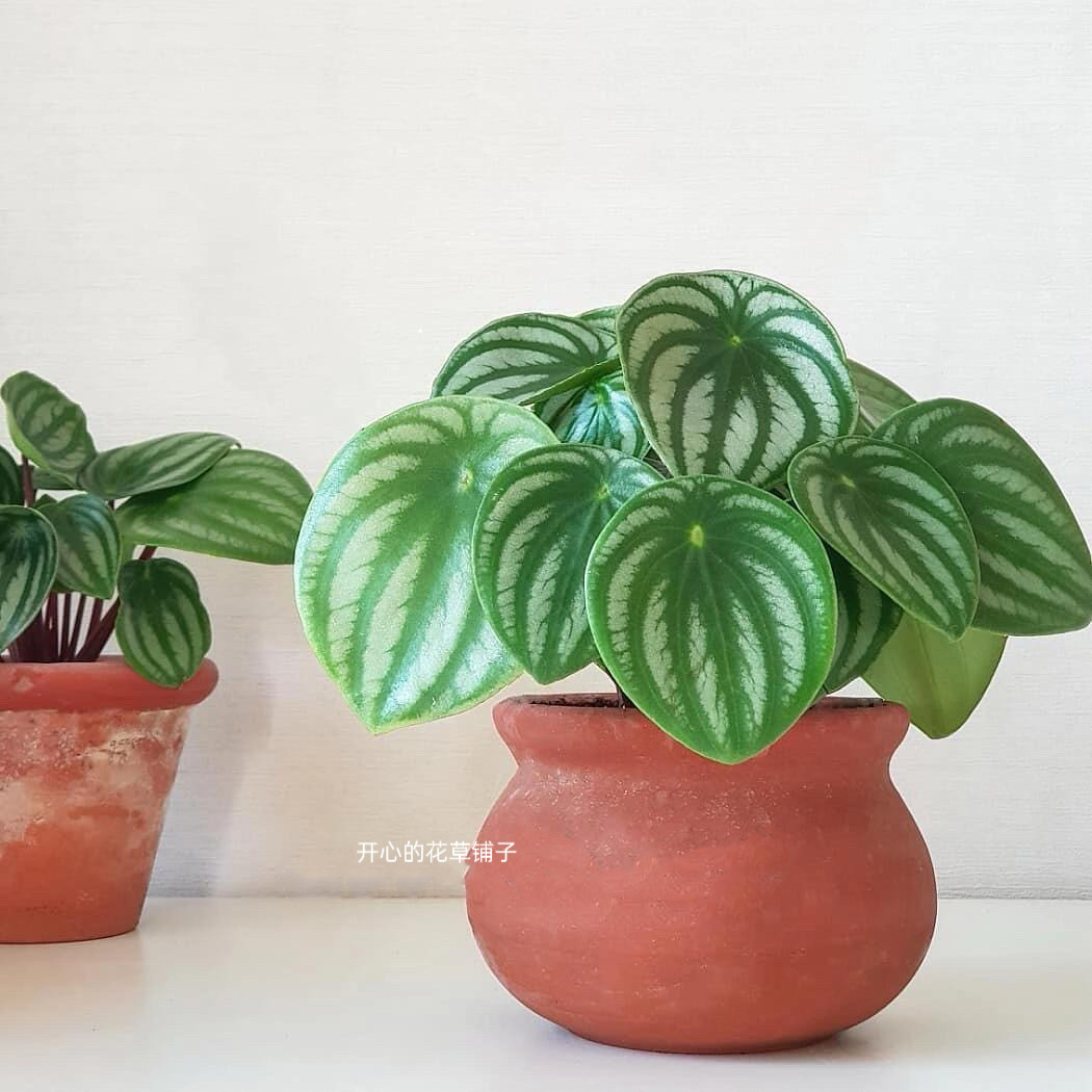 麒麟西瓜皮椒草 耐热好养易活绿植 多年生 热带植物 白脉椒草