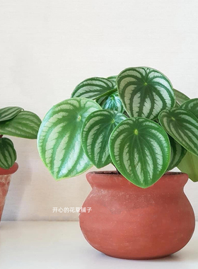 麒麟西瓜皮椒草 耐热好养易活绿植 多年生 热带植物 白脉椒草