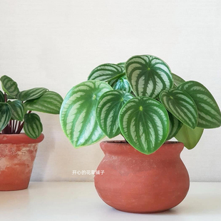 麒麟西瓜皮椒草 耐热好养易活绿植 多年生 热带植物 白脉椒草