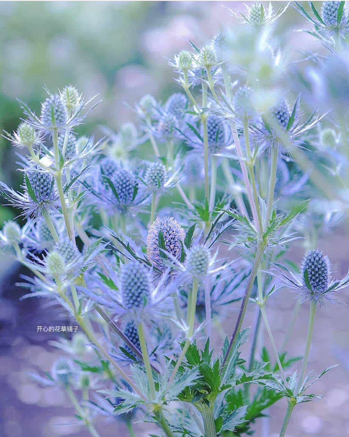 进口扁叶刺芹盆栽蓝闪光蓝色小毛球耐热多年生可切花庭院阳台花园