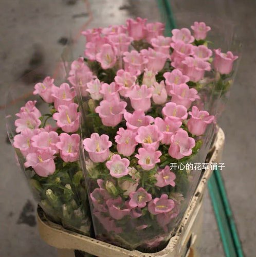 丹麦风铃草单瓣 多年生 低矮花卉蓝风铃室内阳台盆栽庭院