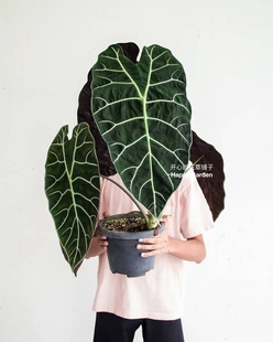 进口海芋盆栽 星云犀牛海芋 多年生球根绿植 阳台办公室夏季观叶