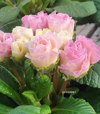 欧洲进口玫瑰报春带花香耐寒