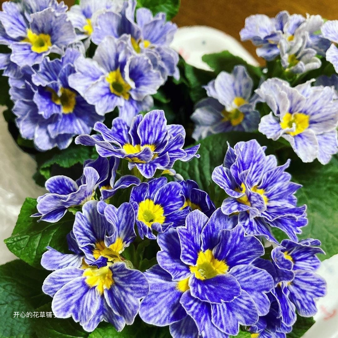 冬季爆花报春花喜气颜色好看