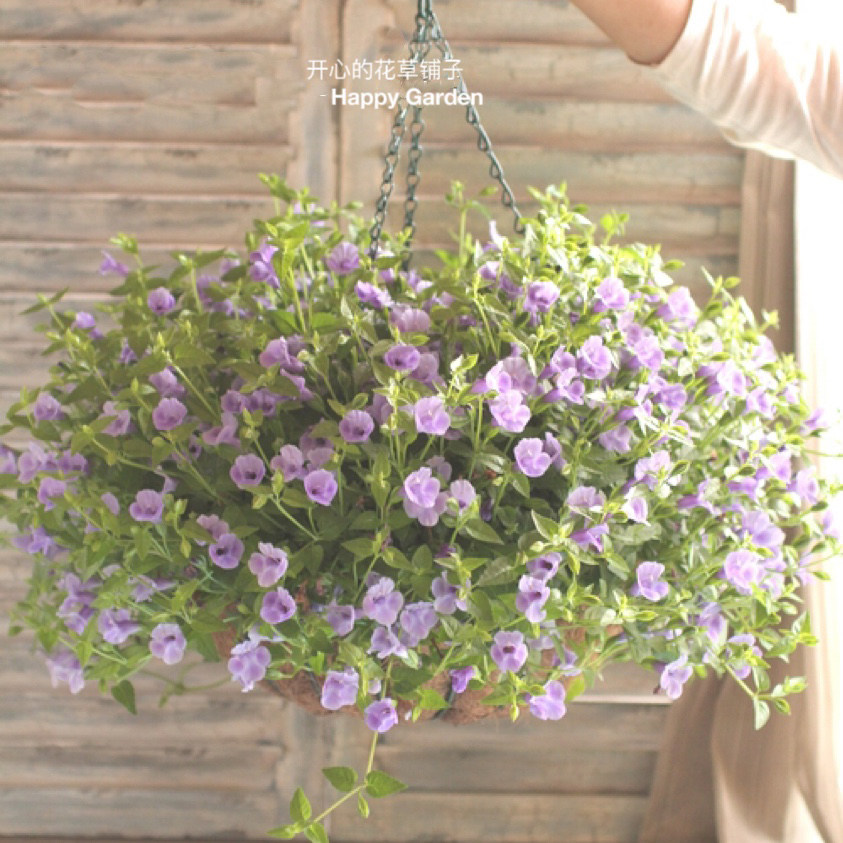 进口夏堇盆栽 耐热耐晒 带花发货 多年生 庭院阳台室内