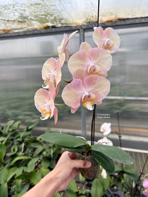 进口安祖蝴蝶兰好养易活带花发货