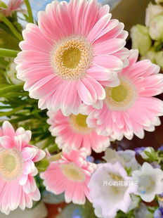 进口非洲菊 多年生 耐热 花期长 庭院阳台室内 好养易活