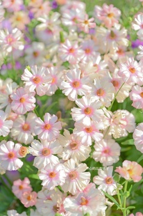 进口蝴蝶花毛茛盆栽 球根多年生花卉 带香气 耐寒 庭院阳台花园