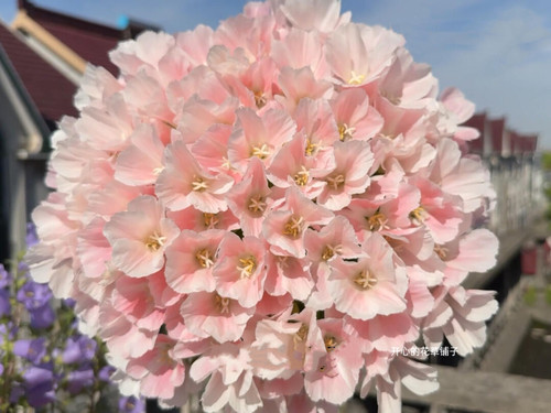 古代稀盆栽 仙女科属 爆花 耐寒耐热 垂吊 庭院花园阳台