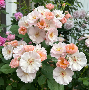 杰奎琳杜普蕾月季带花香耐寒耐热花量大油画质感阳台花园