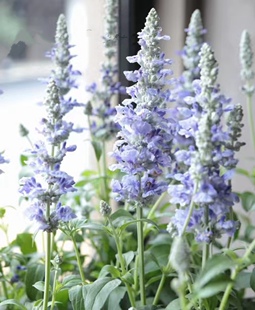 进口萨利芳鼠尾草 多年生 耐寒耐热 不会倒伏 庭院阳台花园