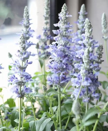 进口萨利芳鼠尾草 多年生 耐寒耐热 不会倒伏  庭院阳台花园