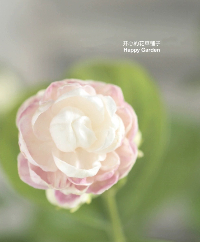 进口重瓣茉莉花 多年生 清新香味 耐热耐晒 庭院阳台室内