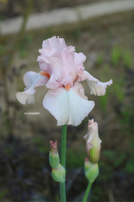 进口鸢尾盆栽 德鸢 多年生宿根户外花境花卉盆栽