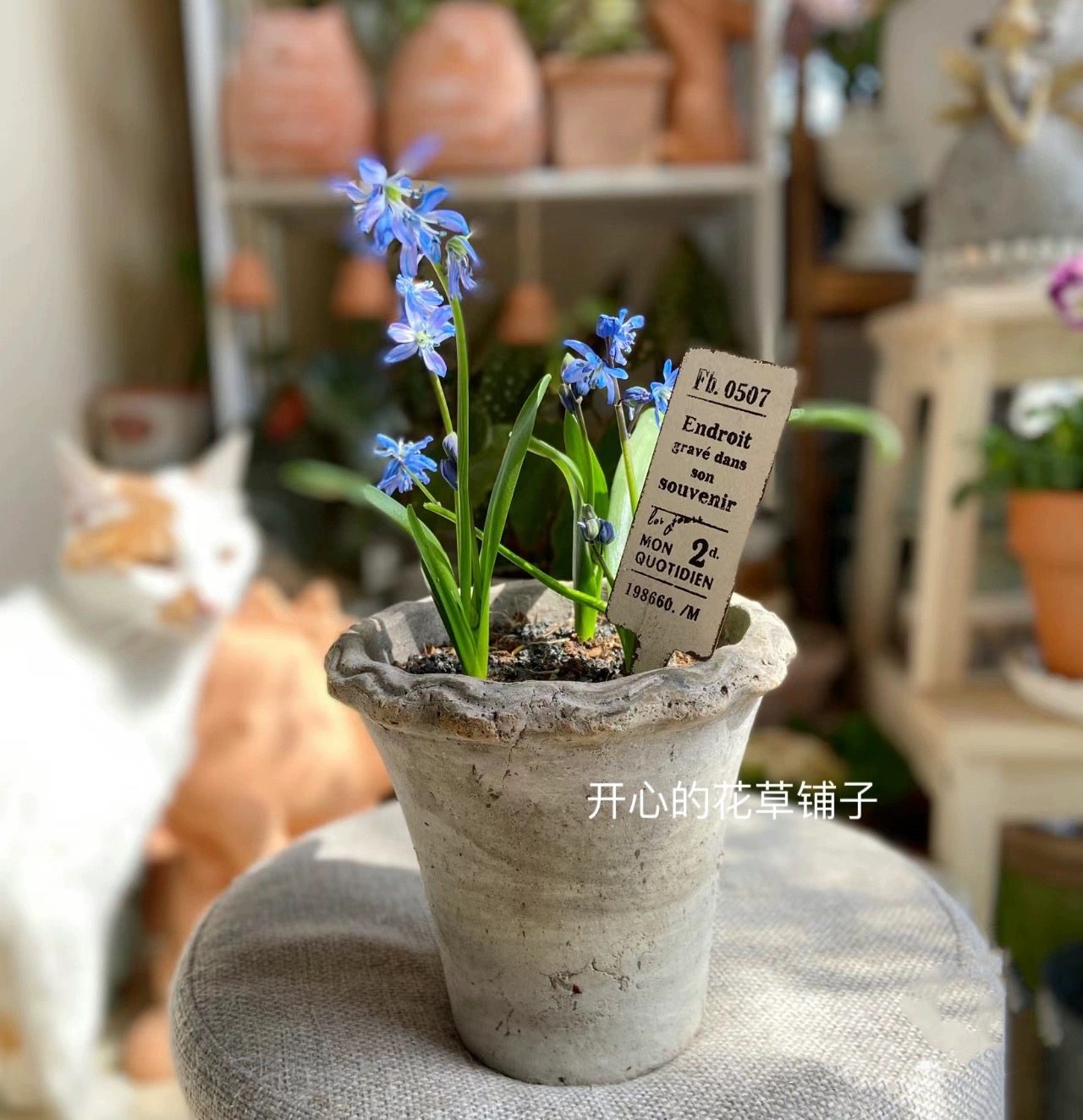 进口西伯利亚绵枣盆栽 耐寒多年生球根花卉 组盆 庭院阳台花园