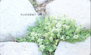 金边百里香盆栽可食用 柠檬桃花带花香叶香 耐寒耐热庭院阳台花园