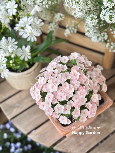 带花香福禄考盆栽花期长爱诗情书
