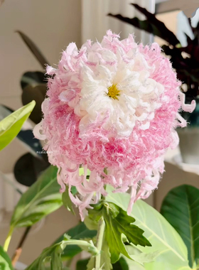 传统国菊盆栽现货 大菊独本多头菊可切花耐寒多年生