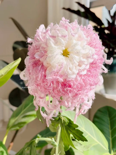 传统国菊盆栽现货 大菊独本多头菊可切花耐寒多年生