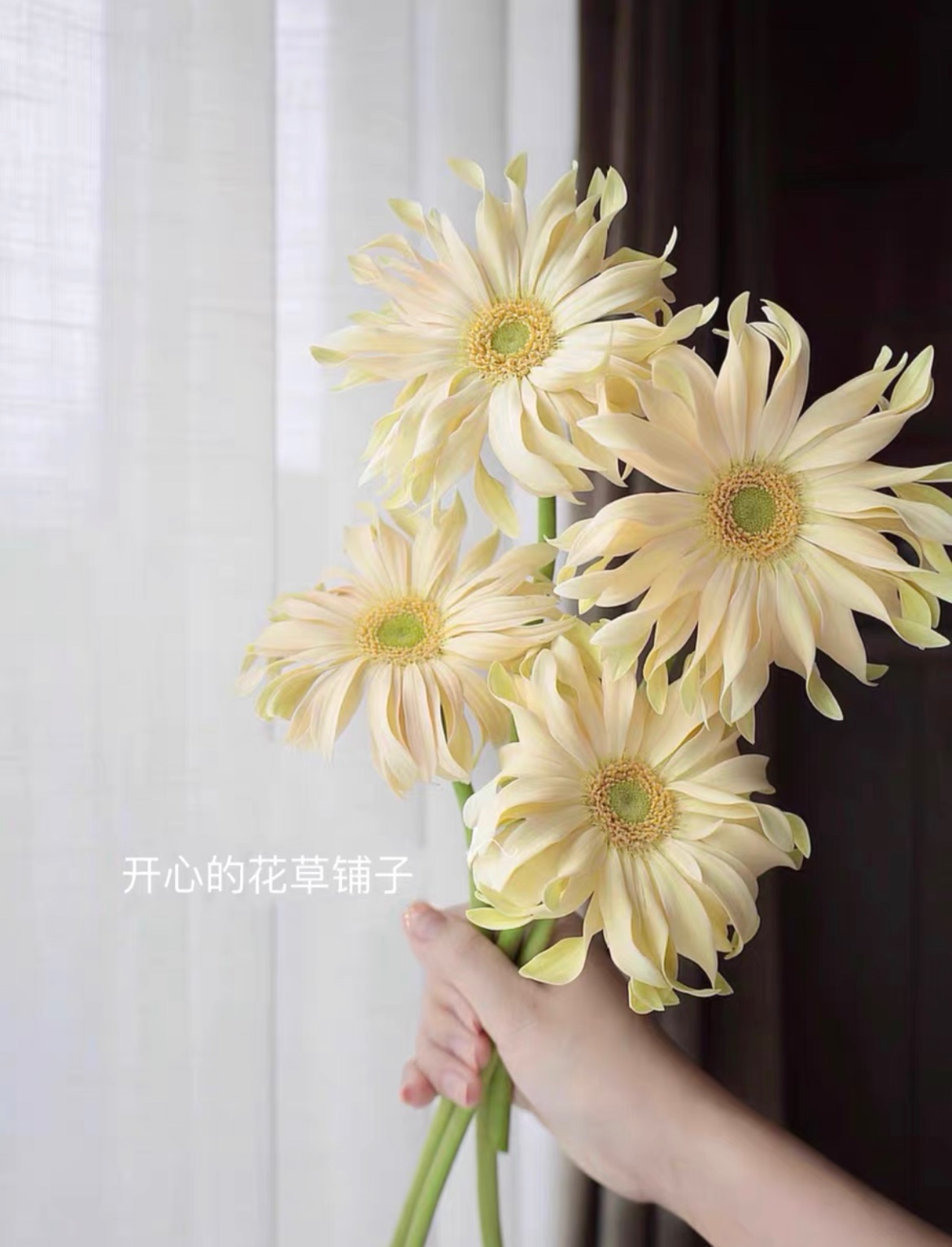 一加仑大盆非洲菊 多年生可切花 花园阳台庭院植物花期长