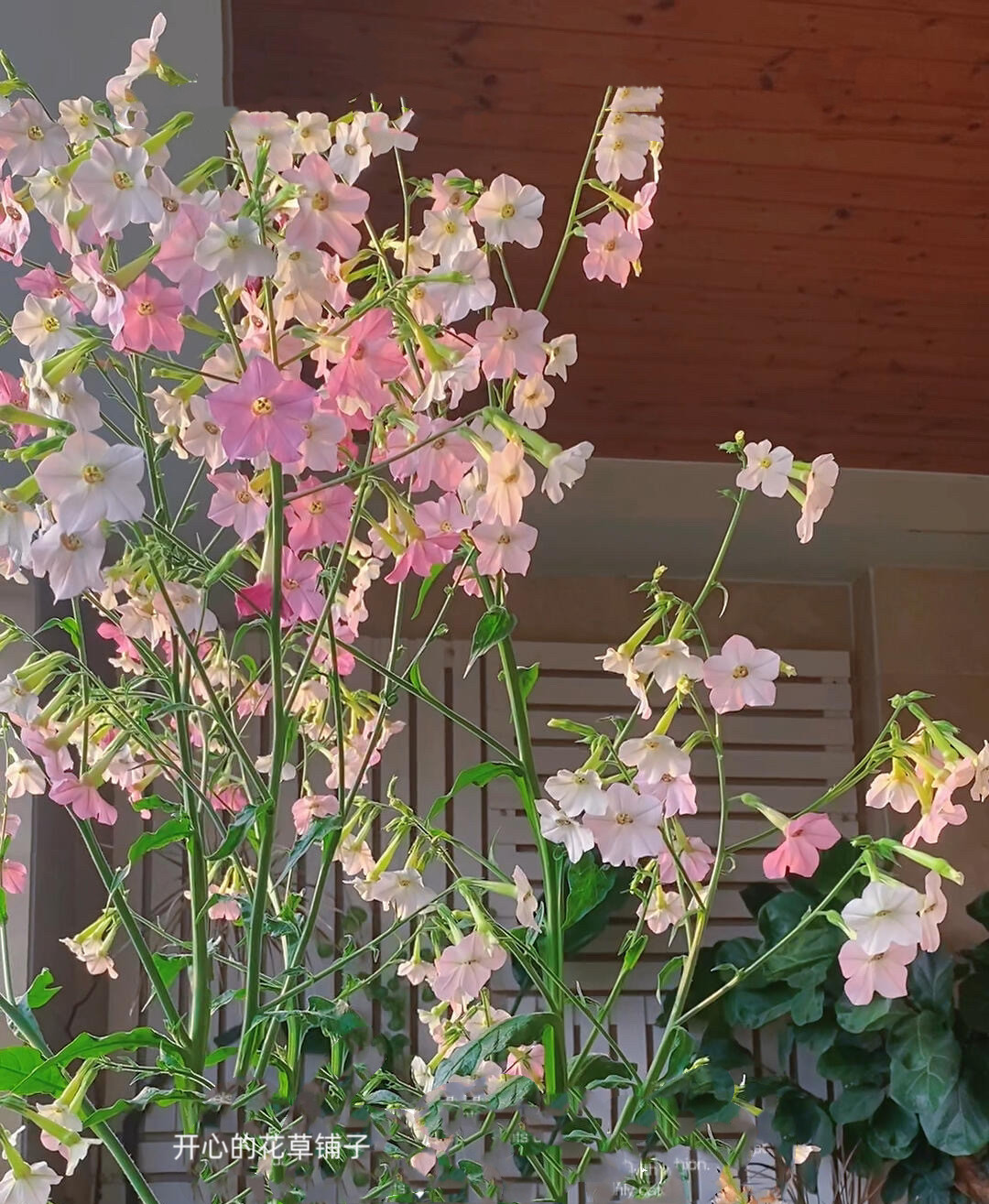 进口花烟草 爆花 耐寒耐热 多年生 庭院花园阳台