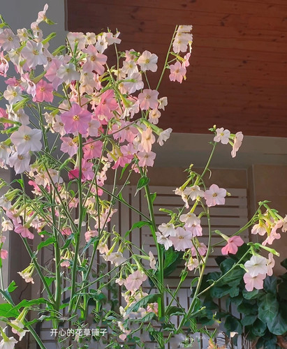 进口花烟草 爆花 耐寒耐热 多年生 庭院花园阳台