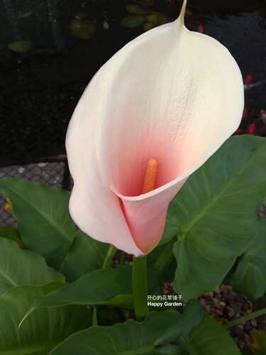 进口马蹄莲盆栽 Flamingo 四季常绿 观叶观花多年生 庭院阳台花园