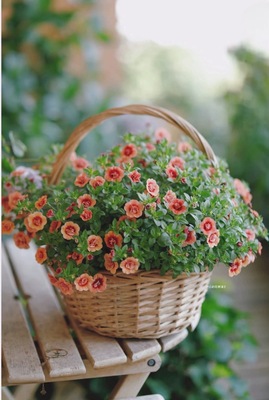 进口垂吊百万小玲 舞春花盆栽花量多多年生 庭院阳台花园