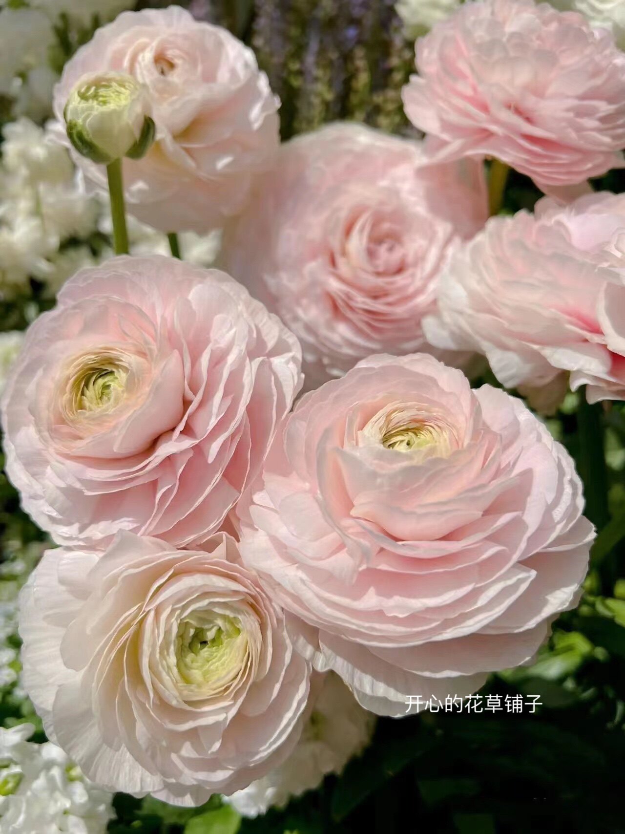 进口芹叶牡丹花毛茛洋牡丹重瓣花苗带花苞盆栽芹菜花期长植物