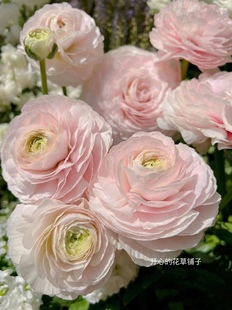 进口芹叶牡丹花毛茛洋牡丹重瓣花苗带花苞盆栽芹菜花期长植物