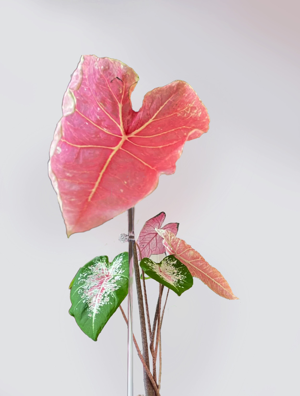 植物支撑杆 进口彩叶芋蝴蝶兰支架 防倒伏 花卉绿植支架