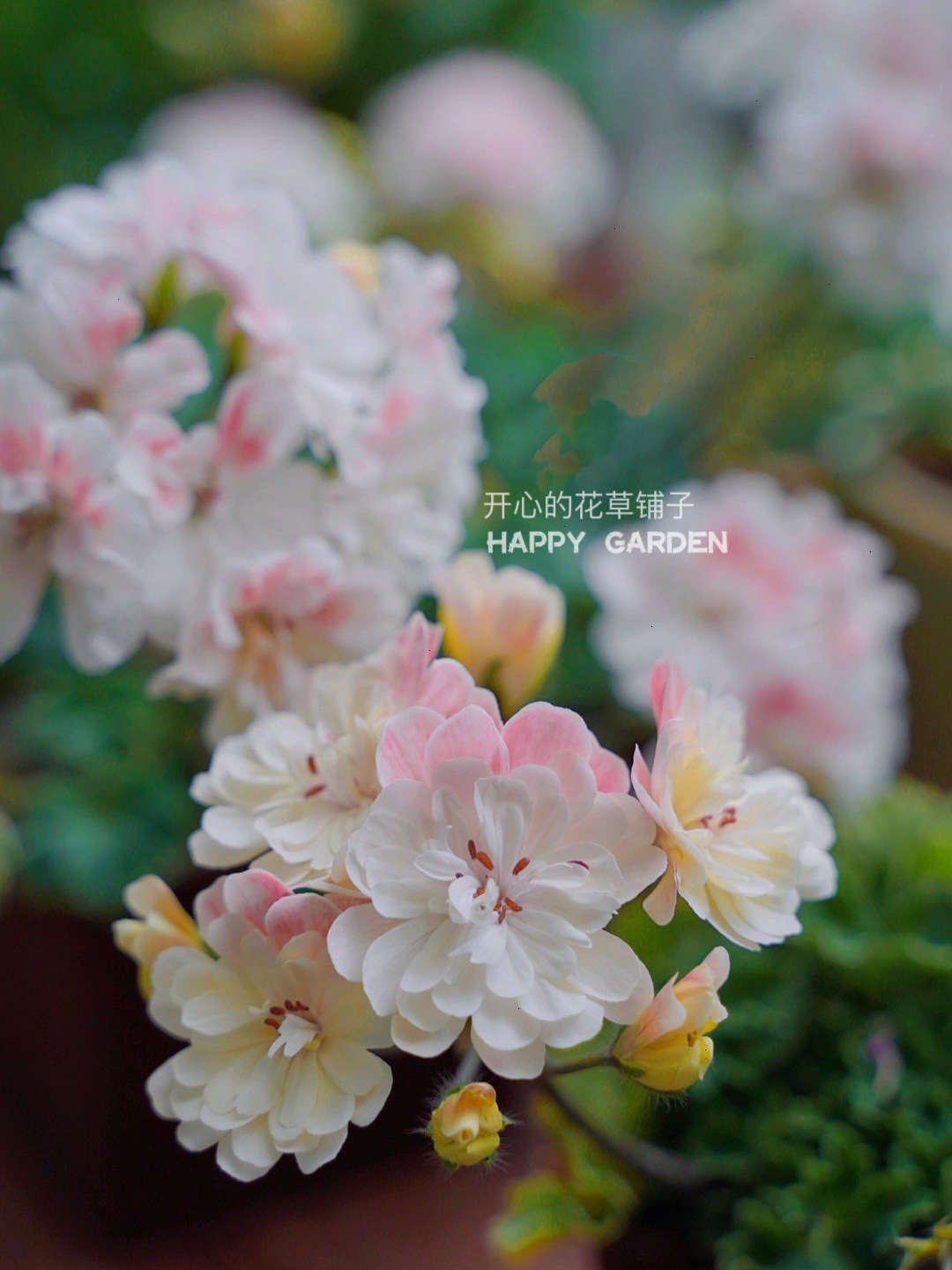 进口独角兽系天竺葵 劳拉马乔里 稀有品种 耐寒耐热 多年生阳台