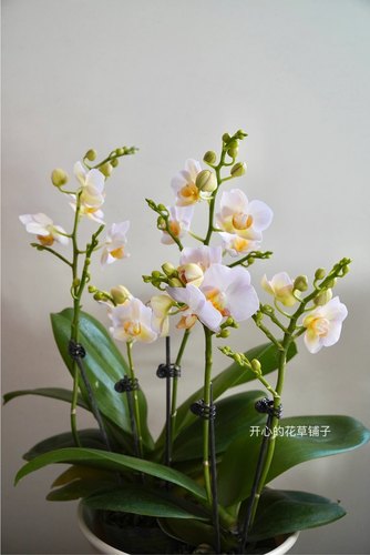 福纳瑞蝴蝶兰 勃艮第优雅飞舞白花黄心多花絮多年生耐寒 带花发货