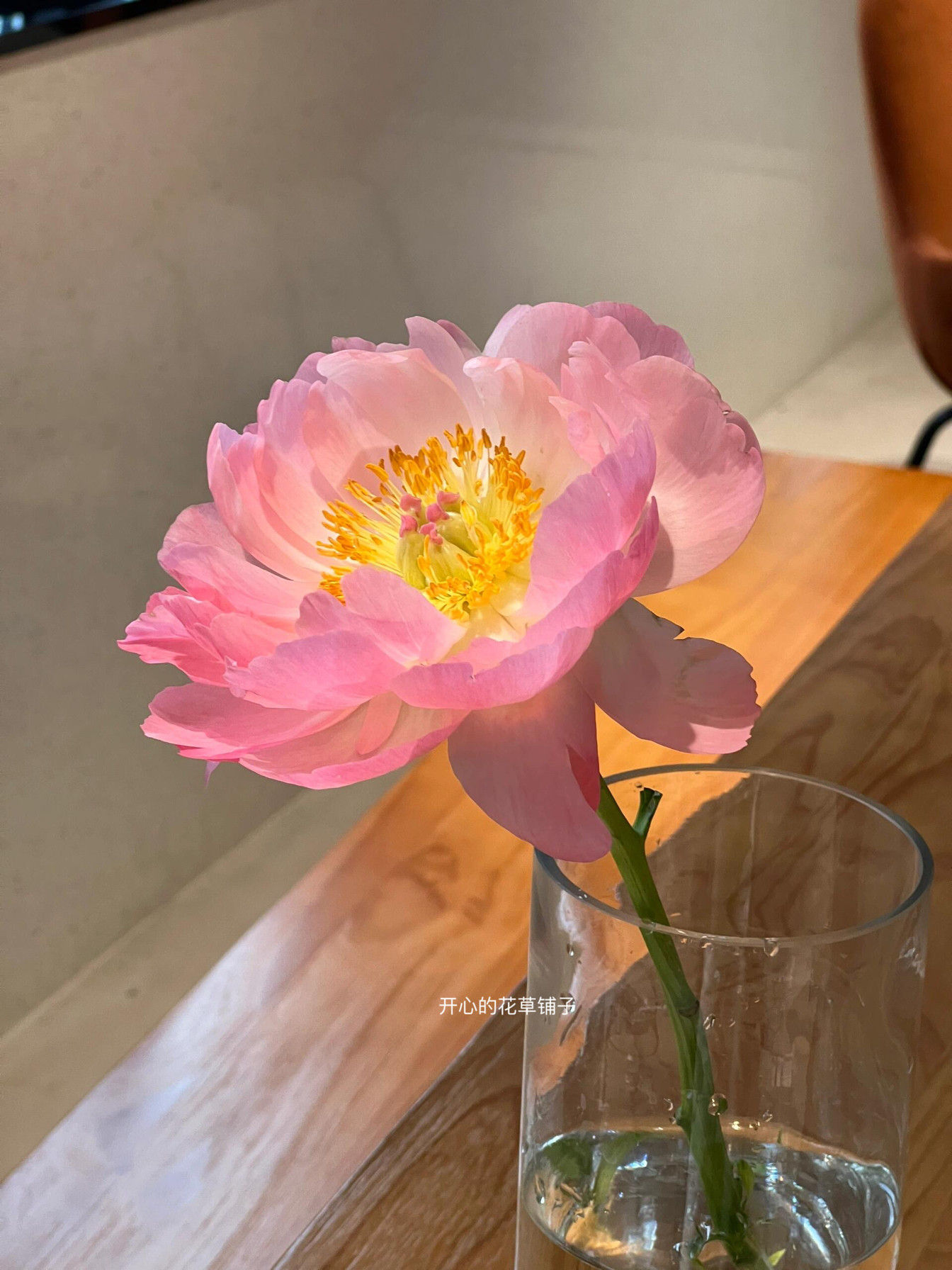 进口睡莲盆栽 好运莲莲 带花苞耐热 水生花卉 花期长室内花卉块根