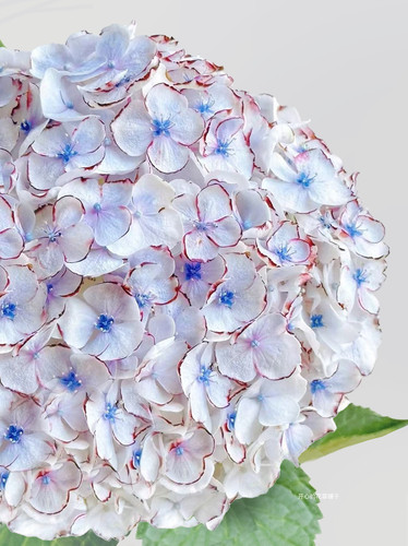 进口绣球盆栽 带花肯尼亚胡椒 莫奈 多年生 耐寒耐热庭院阳台花园