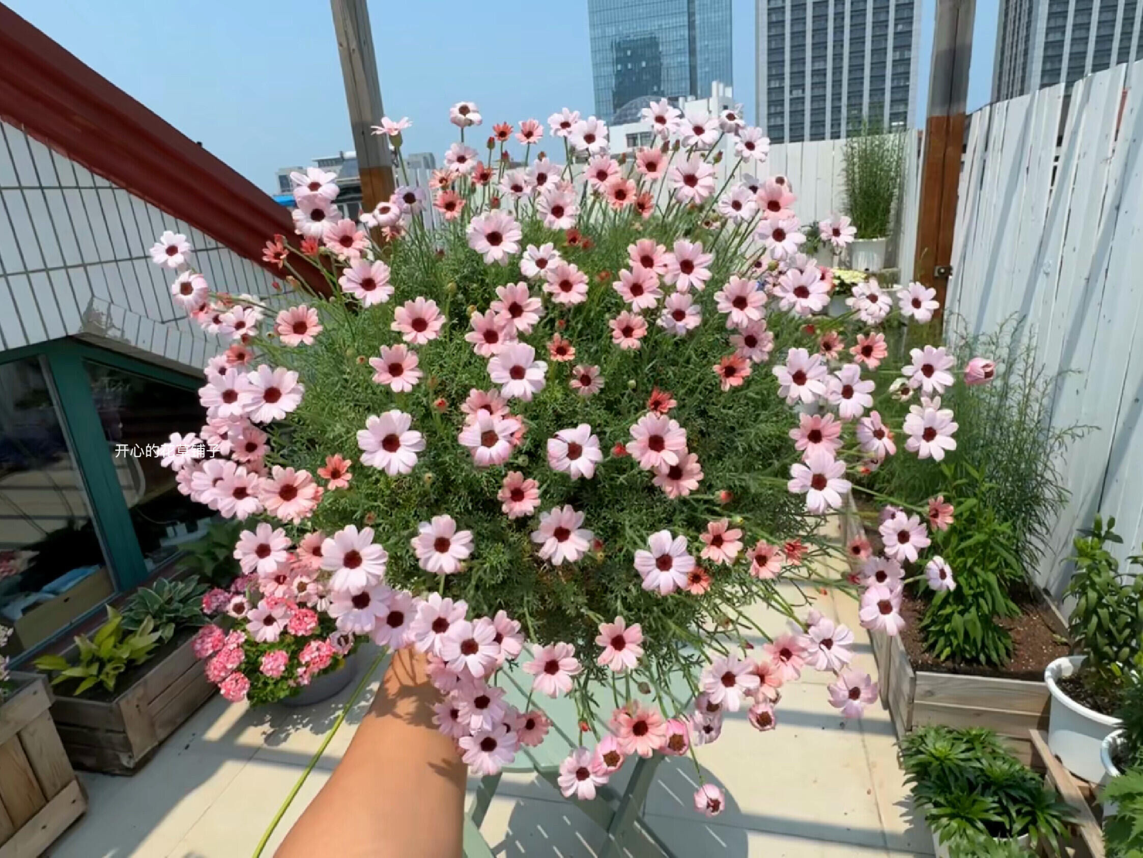 春天的花 摩洛哥雏菊盆栽 杏子果酱非洲之眼植物阳台庭院爆花