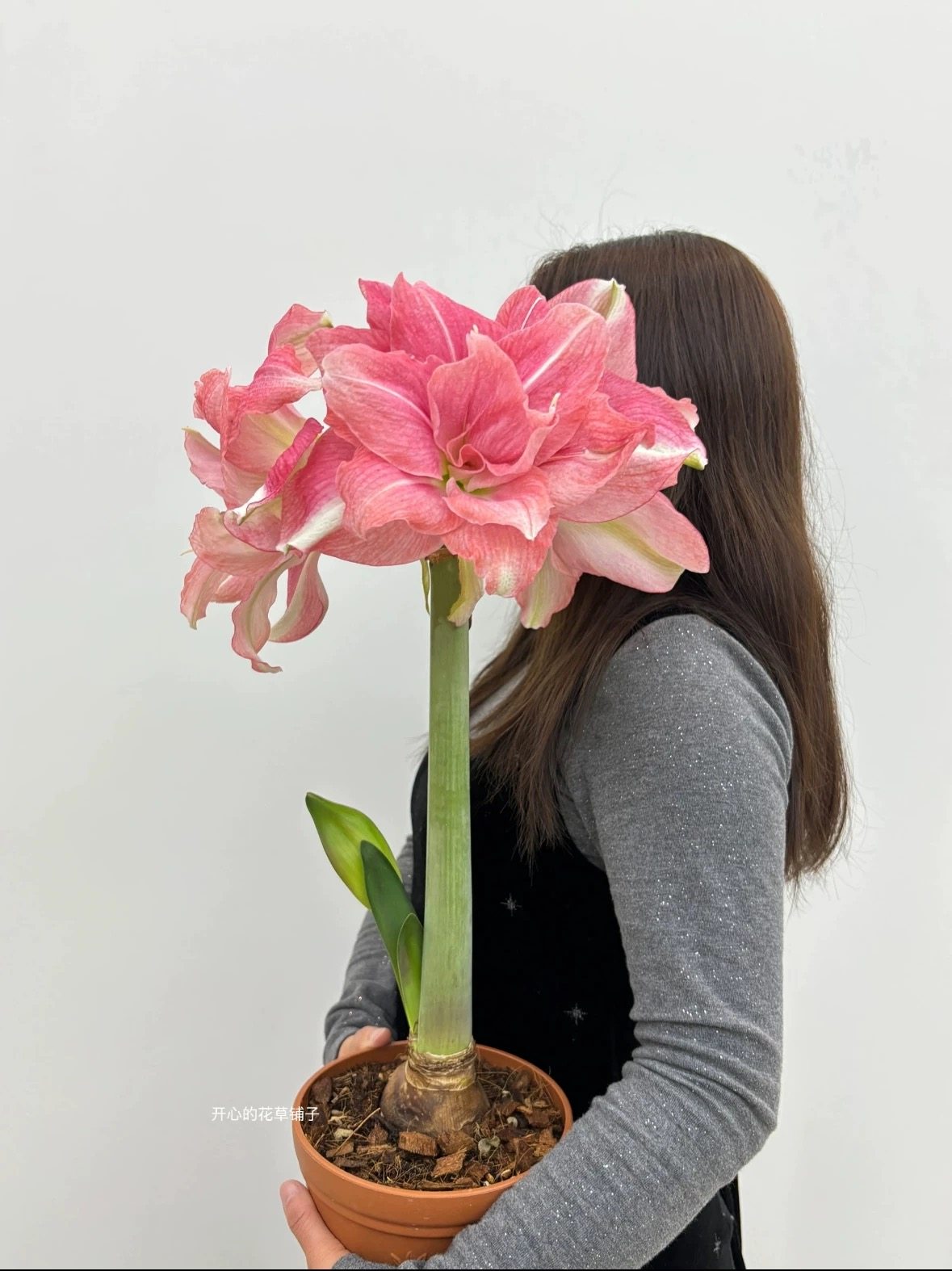 进口朱顶红盆栽 多年生球根花卉好养易活花园阳台室内