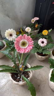 进口非洲菊 新品芭比 人鱼公主 多年生耐热耐寒 庭院阳台花园