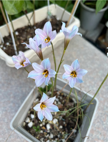 风雨兰蓝风盆栽 克莱因蓝紫色 球根花卉 当年开花多年生